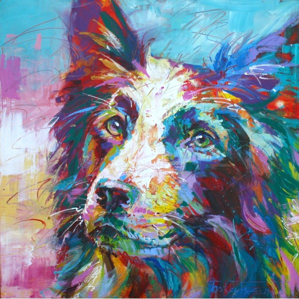 Border Collie